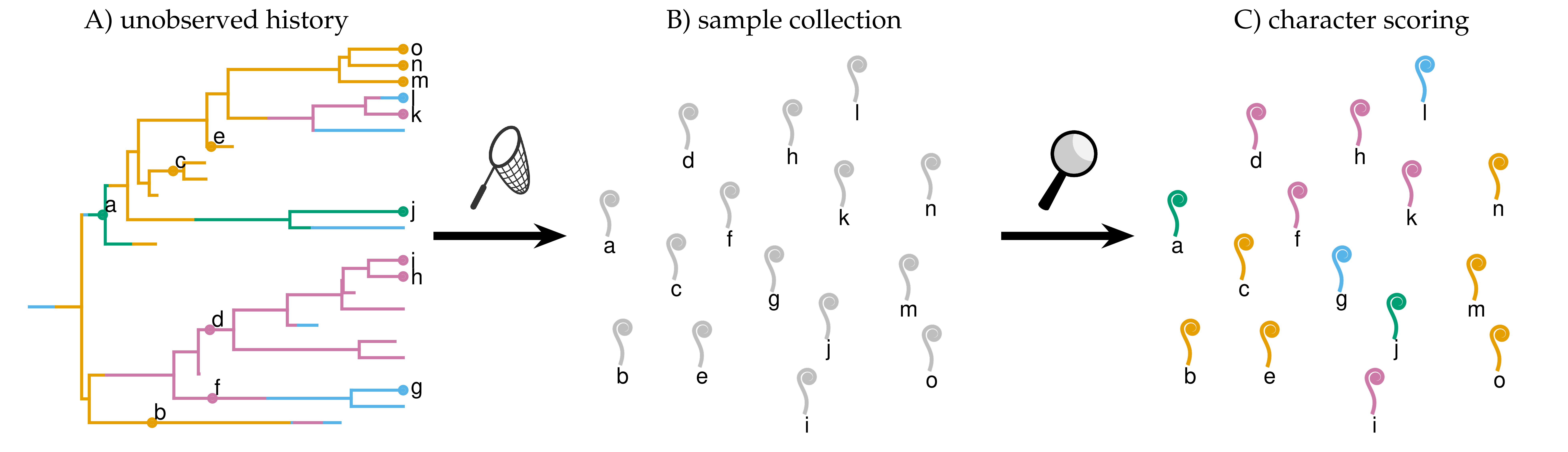 Left) Phylogenetic processes produce trees with character changes (colors) and samples (labeled dots). Middle) We collect taxon samples (grey fiddleheads) before collecting character data; at this stage, we could use these samples as data to infer parameters of a diversification process. Right) Finally, we score the samples for character data. Traditionally, phylogeneticists treat the probability of the character data (right) as part of the likelihood function, but not the probability of the taxon data (middle). From May and Rothfels 2021 (in review).