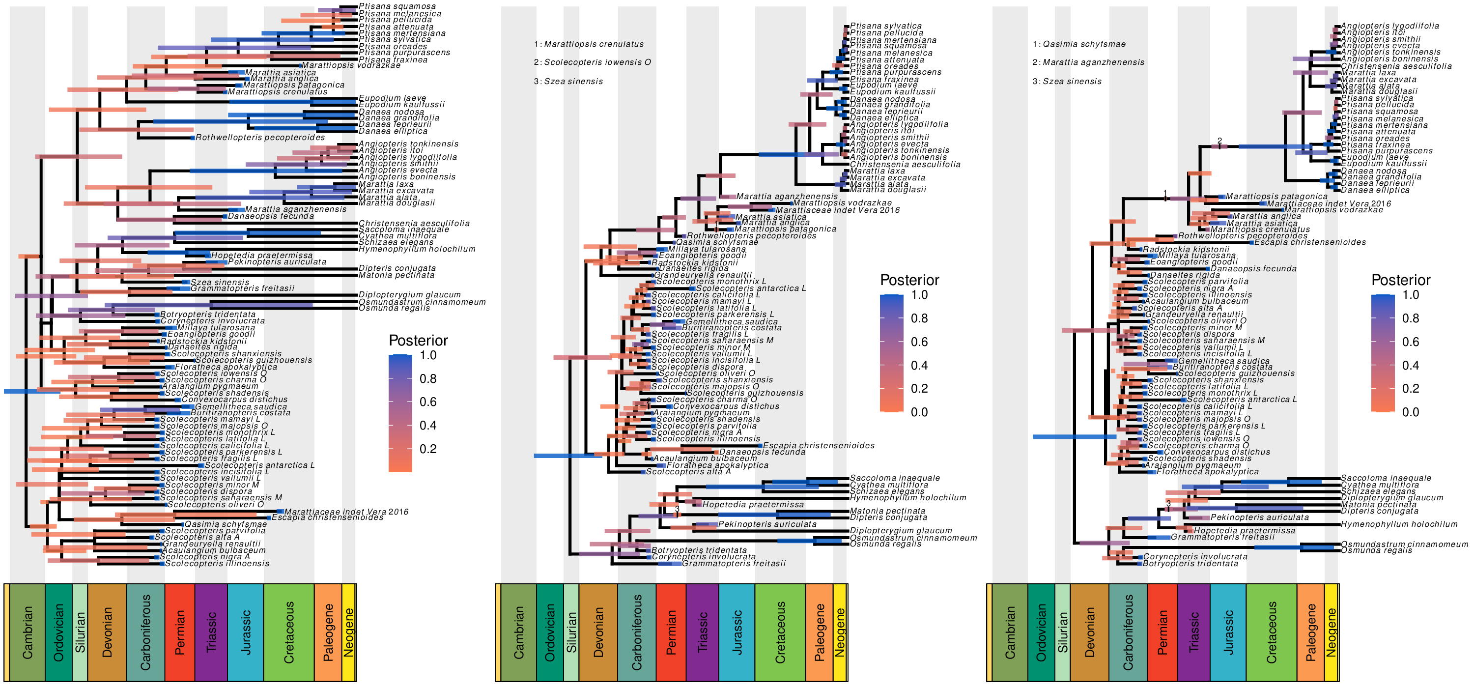 Marattialean phylogeny under different tree models: a uniform model (left), a fossilized birth-death model with constant speciation, extinction, and fossilization rates (middle), and a birth-death process where the speciation and extinction rates vary over time (right). From May et al. 2021 <u>Syst. Biol.</u>